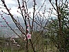 Montecassino