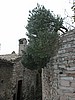 Assisi